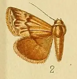 Eublemma staudingeri