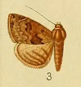 Eublemma nigrivitta