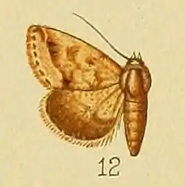 Eublemma apicata