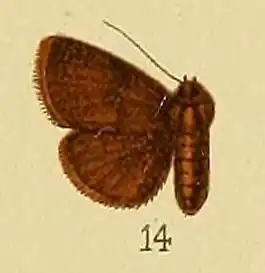 Eublemma nyctichroa