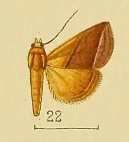 Eublemma perobliqua