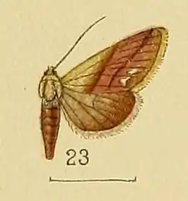 Eublemma cochylioides