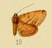Cerynea ochreana