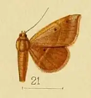 Cerynea porphyrea