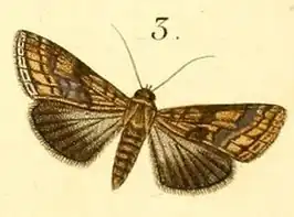 Lophoptera litigiosa