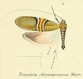 Nemophora chrysoprasias