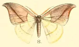 Tridrepana postica