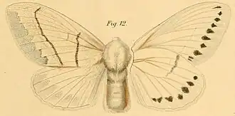 Philotherma rennei