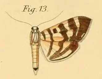Syllepte butlerii