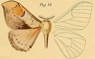 Campimoptilum kuntzei