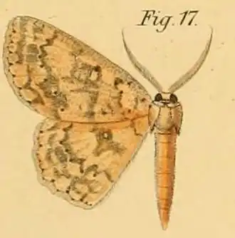 Cyclophora lutearia