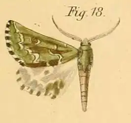 Drepanogynis bifasciata