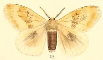Euproctis lativitta