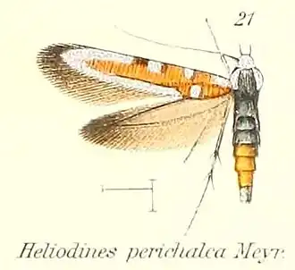 Heliodines