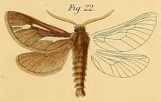 Gorgopis zellerii