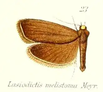 Lasiodictis melistoma