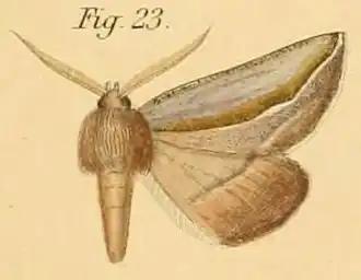 Drepanogynis curvaria