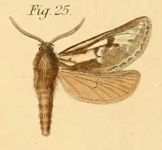 Gorgopis butlerii