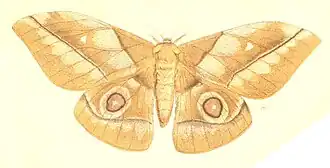 Nudaurelia alopia