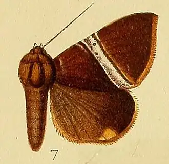 Dysgonia rectivia