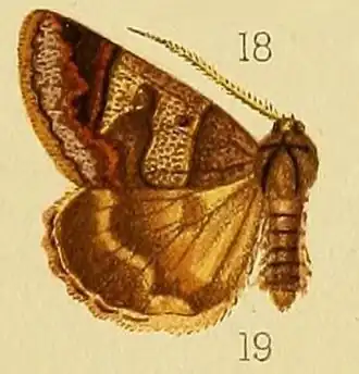 Cerocala contraria
