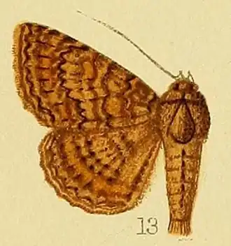 Pericyma scandulata