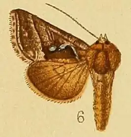 Thysanoplusia chalcedona
