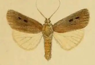 Agrotis talda