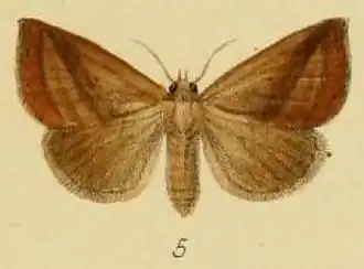 Phytometra silona