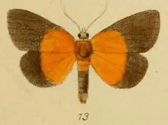 Hypena ducalis
