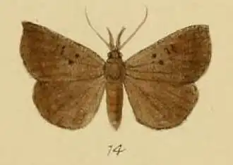 Hypena saltalis
