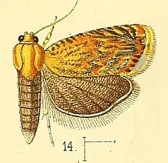 Grapholita dimidiata