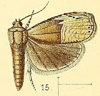 Dichrorampha excisa