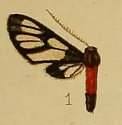 Amata hemiphoenica