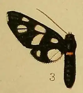 Amata croceizona