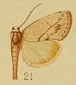 Negeta lacteata