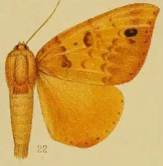 Achaea xanthoptera