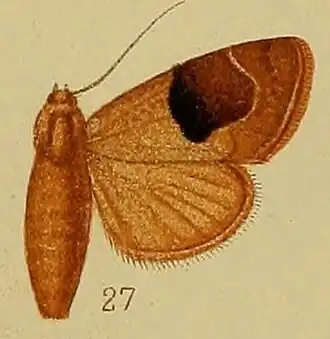 Westermannia oediplaga