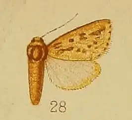 Masalia albipuncta