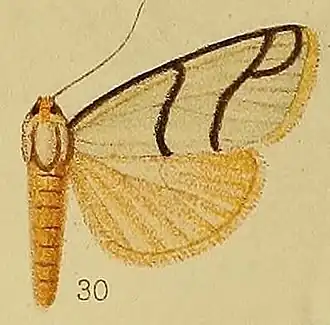 Carcinopodia astrigata