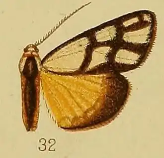 Habrosynilema eurygrapha