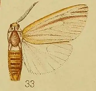 Acantharctia tenuifasciata