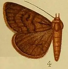 Calesia arhoda