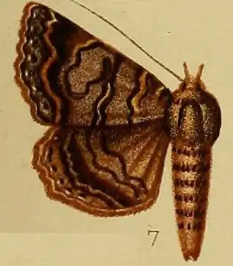 Lophotavia pulcherrima