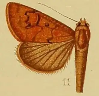 Anomis bidentata