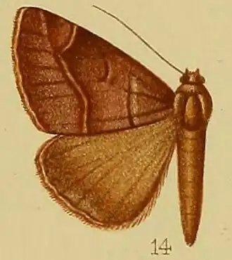 Dysgonia porphyrescens