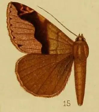 Dysgonia goniophora