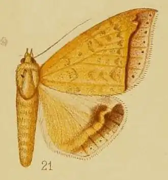Achaea albitermia