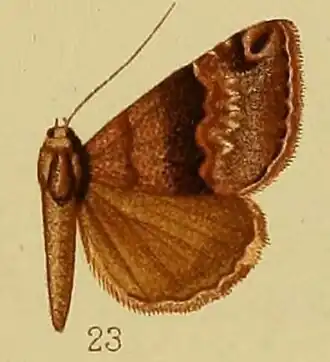 Dysgonia mesonephele