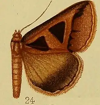 Grammodes microgonia